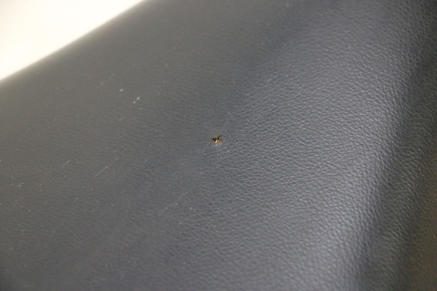 photo de SELLE PEUGEOT LUDIX SNAKE 2T 50 (2004 - 2014) - Gros plan technique