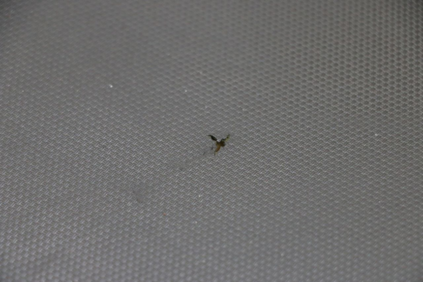 photo de SELLE SUZUKI GSF S BANDIT 600 (2000 - 2004) - Vue produit