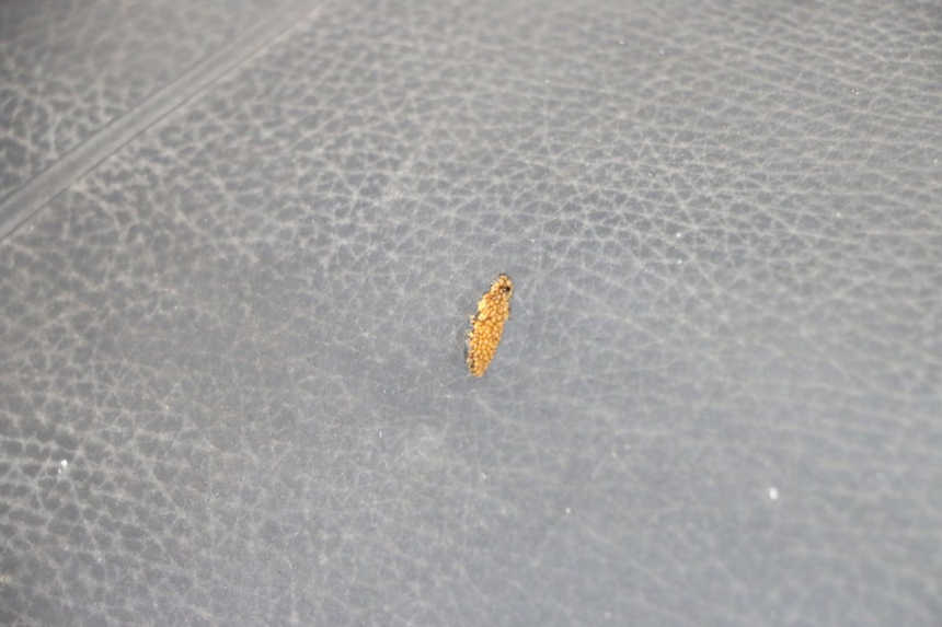 photo de SELLE PIAGGIO TYPHOON 80 (1994 - 1997) - Zoom état d’usage